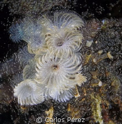 Feather Duster worm @ Crash Boat beach Aguadilla, Puerto ... by Carlos Pérez 